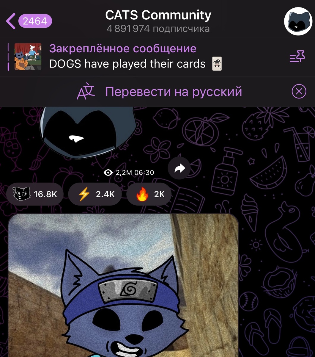 Паблик CATS в Telegram.