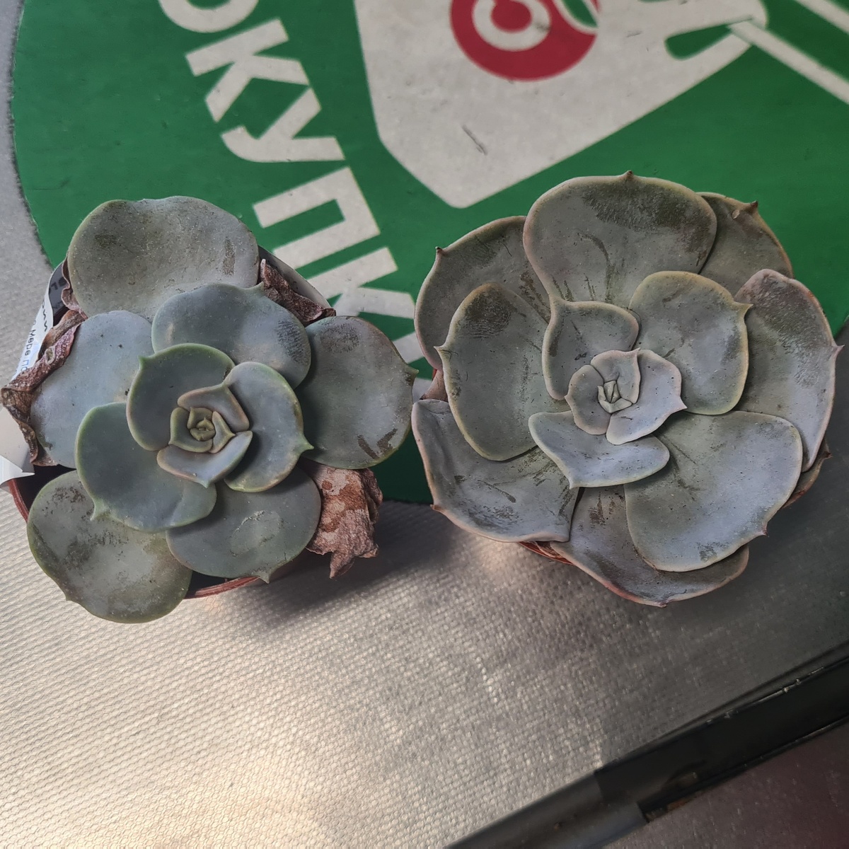 Спасённые из заточения высохшие Зои и Рози