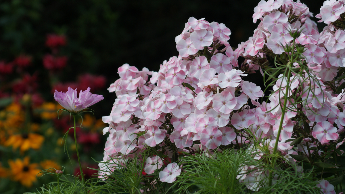 Ранняя "Алиса Фрейндлих" в моём саду