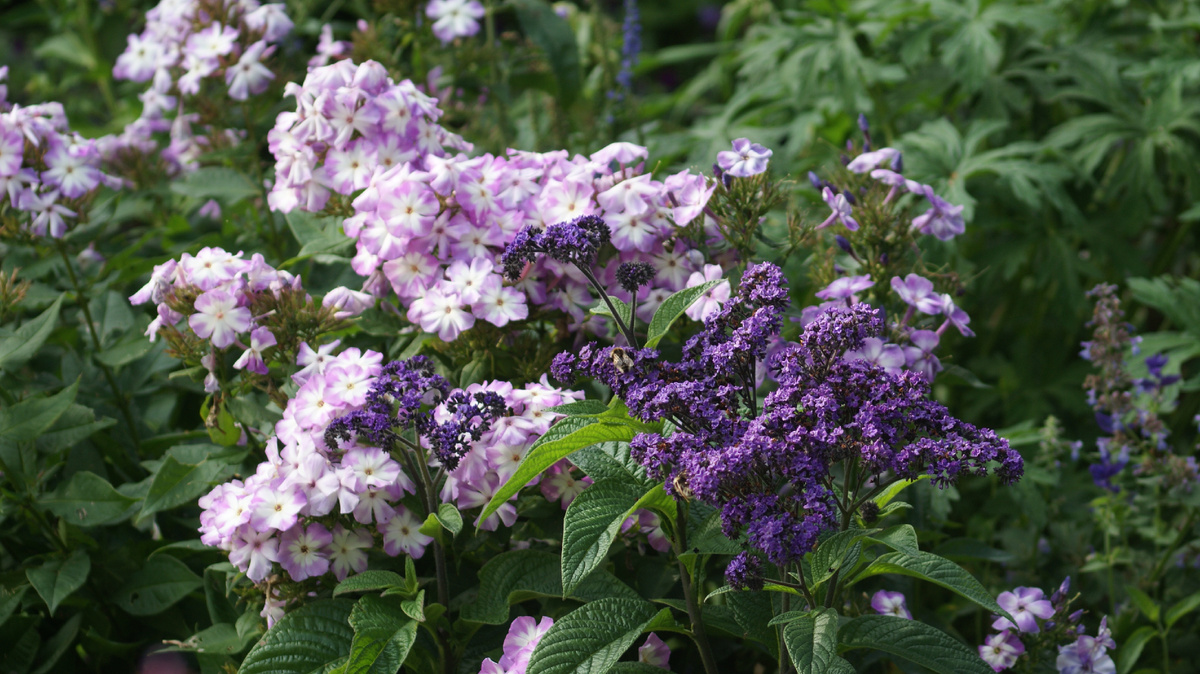"Лунный камень" в моем саду цветет по второму кругу на основных побегах