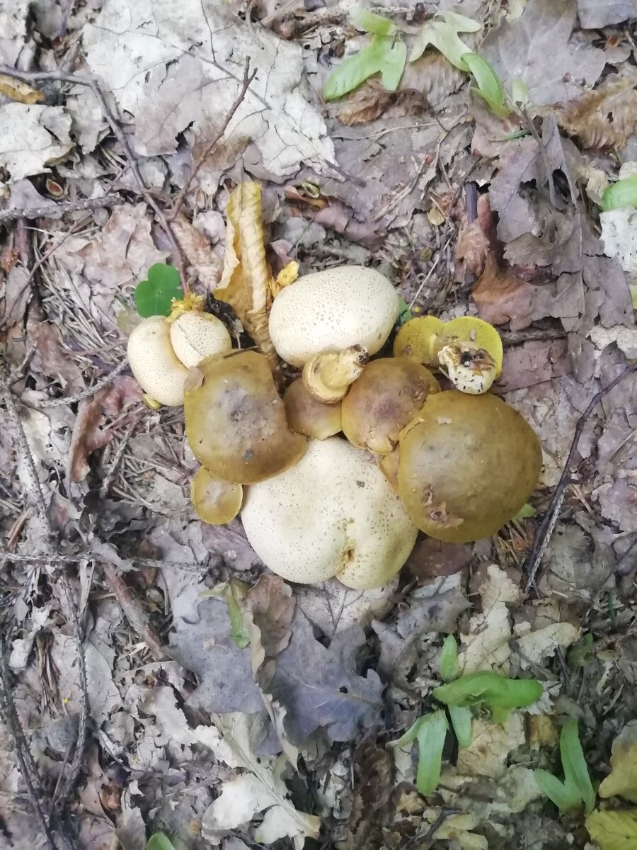 Псевдоболет паразитирующий (Pseudoboletus parasiticus) паразитирует на ложнодождевике обыкновенном (Scleroderma citrinum) 