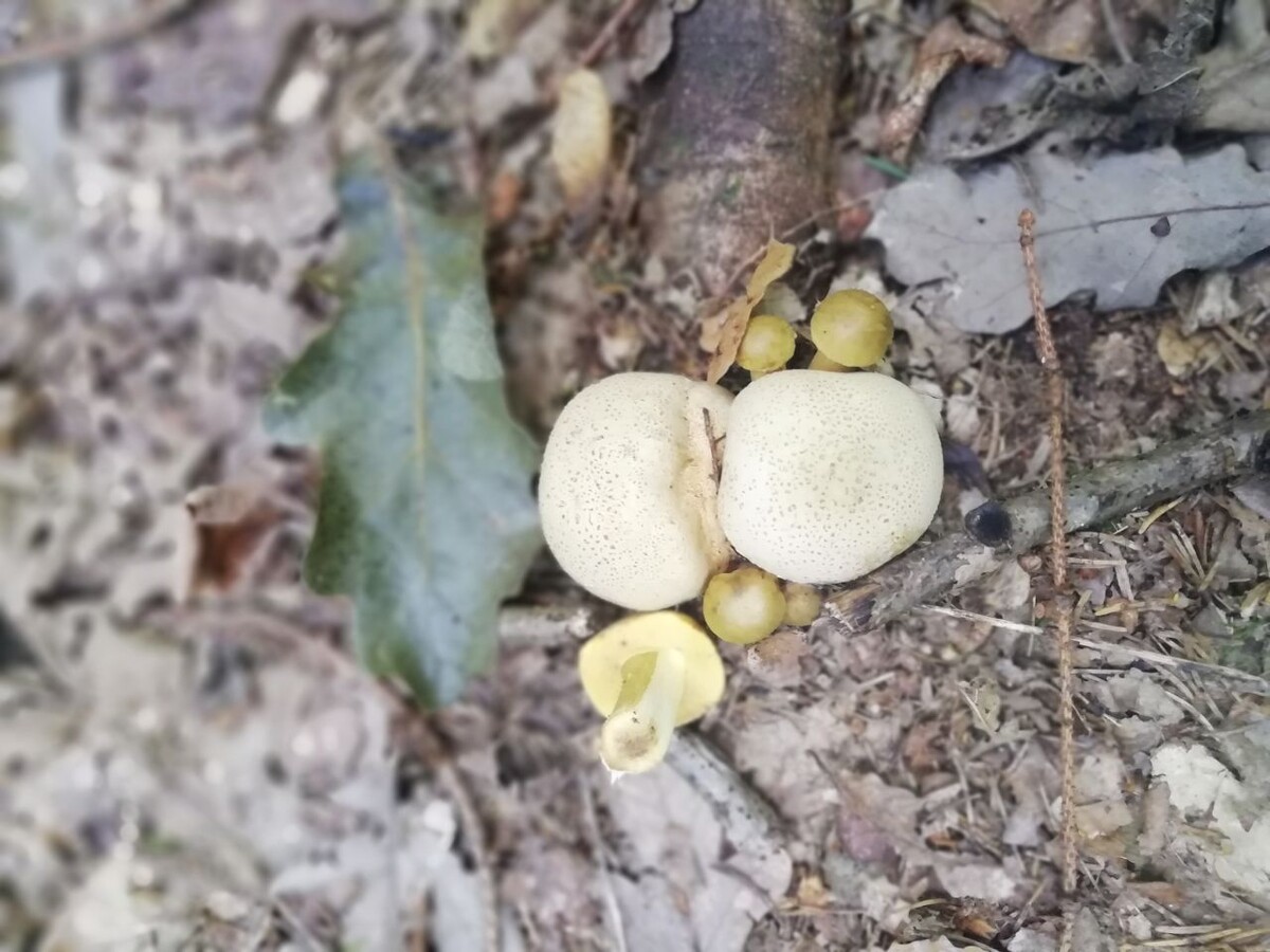 Псевдоболет паразитирующий (Pseudoboletus parasiticus) паразитирует на ложнодождевике обыкновенном (Scleroderma citrinum) 