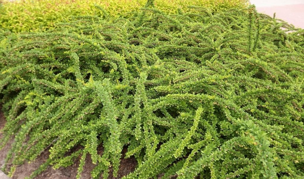 Как укрепить склон на участке своими руками