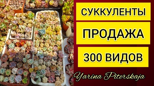 Суккуленты. Продажа август-сентябрь.300 видов.