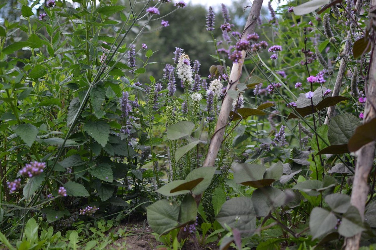 Несколько фото