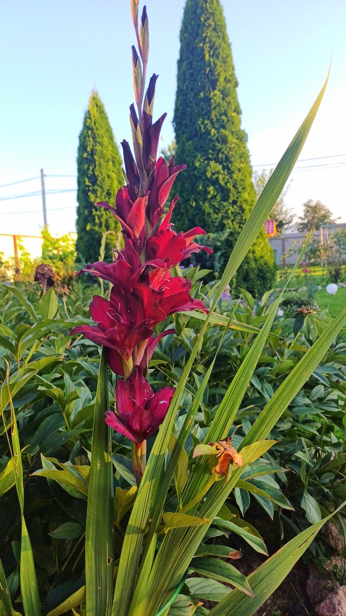 Последние дни лета. Фотография автора Т. Федотовой