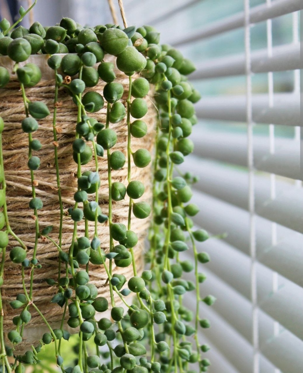 Калоцефалус – воздушный снежный кустарник,необычен своей расцветкой.Растение декоративно-лиственное, многолетнее, родиной которого являются прибрежные районы южной части Австралии.На первый взгляд, этот  кустик кажется просто замысловатым переплетением серебристых веточек и едва заметных листочков. Но в середине лета он зацветает. Цветет Калоцефалус светлыми желтовато-зелеными маленькими цветочками, диаметром до 12 мм.