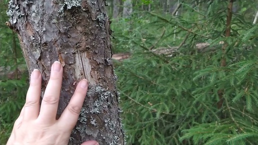 В сухом лесу падают деревья