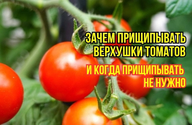 Не спешу прищипывать верхушки томатов, чтобы помидоры мелкими не остались и были сладкими. И как прищипывание влияет на налив и созревание