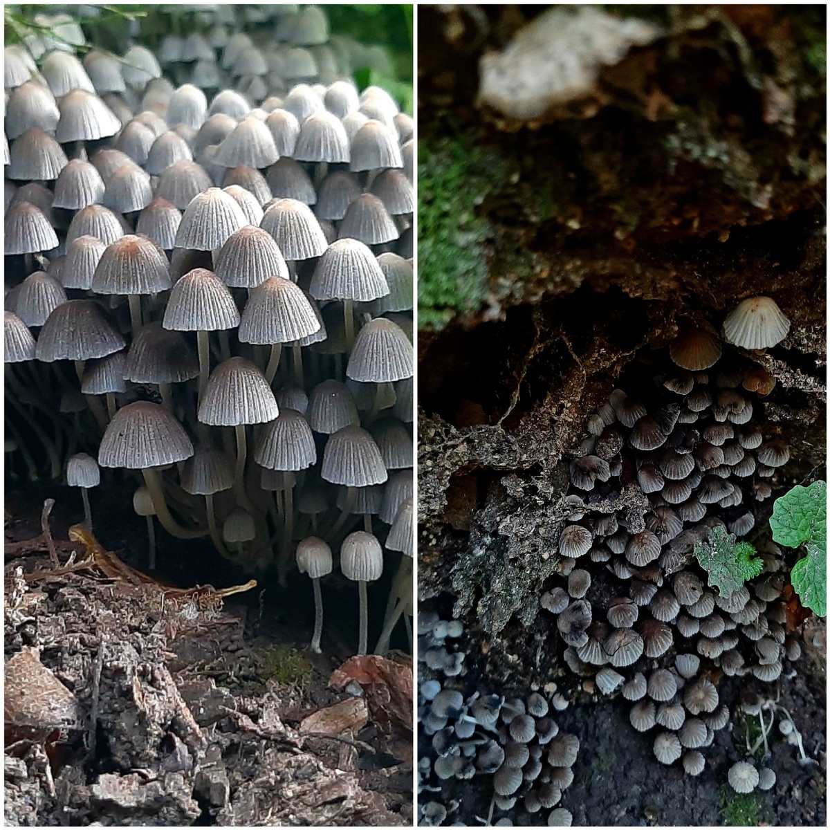 Грибов много