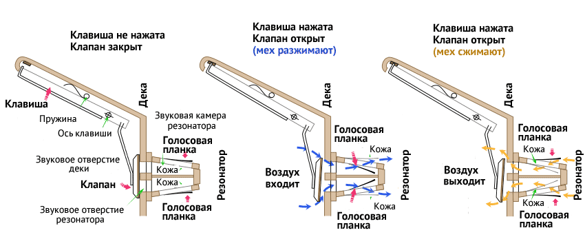 Рис.7. Схема звукообразования