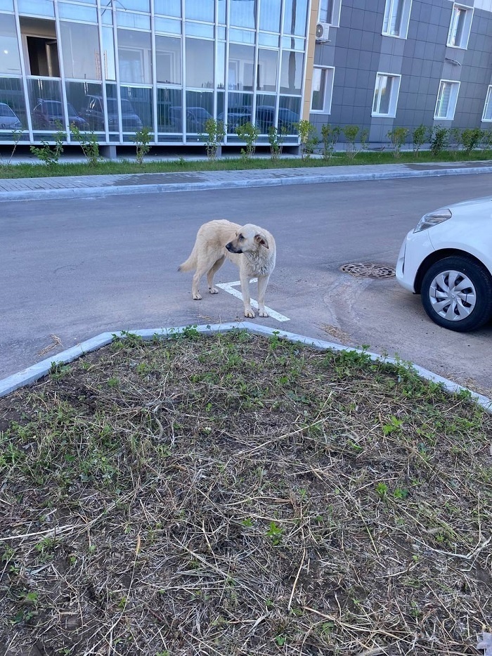     Псы бегают по району, часто они оказываются больными и агрессивными / Екатерина Селиванова