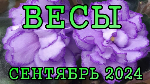 ВЕСЫ таро прогноз на СЕНТЯБРЬ 2024 года.