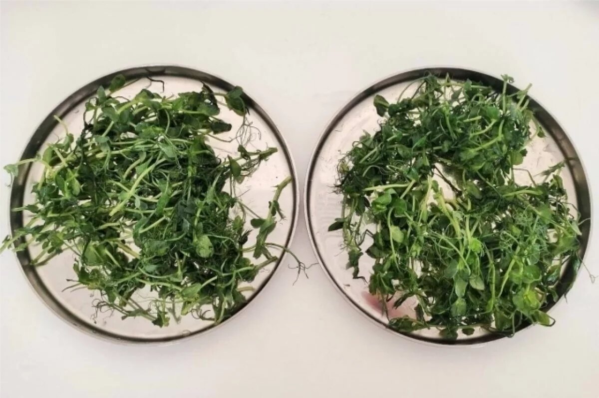    Тюменский студент создал йогурт от сердечных недугов