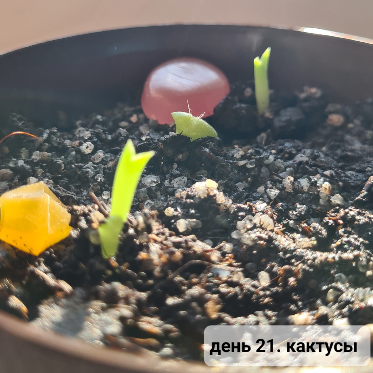 Первые колючки