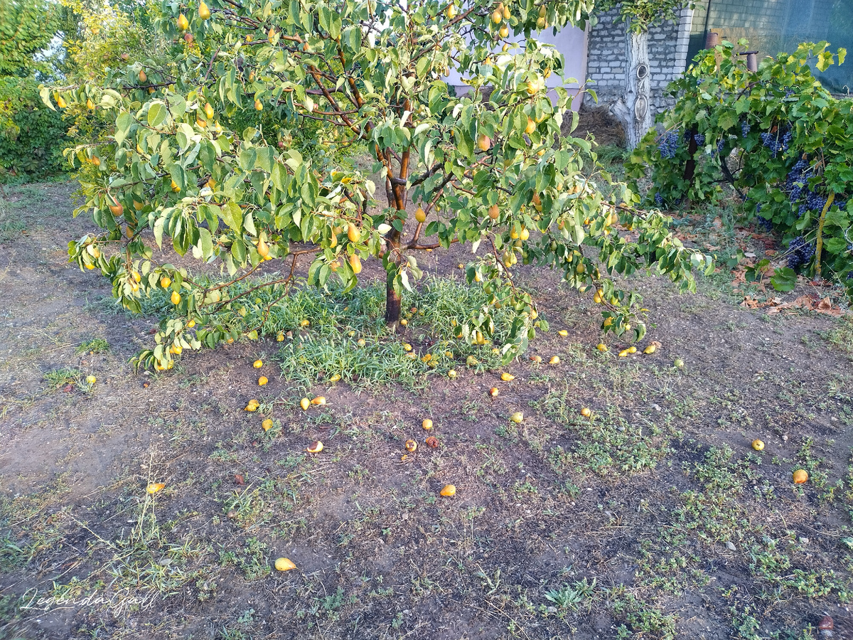 Груши на земле...