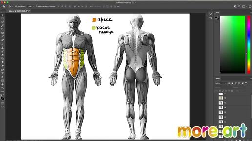 Как рисовать мышцы человека? / Курс «Рисование в Photoshop для начинающих» от more-art.ru