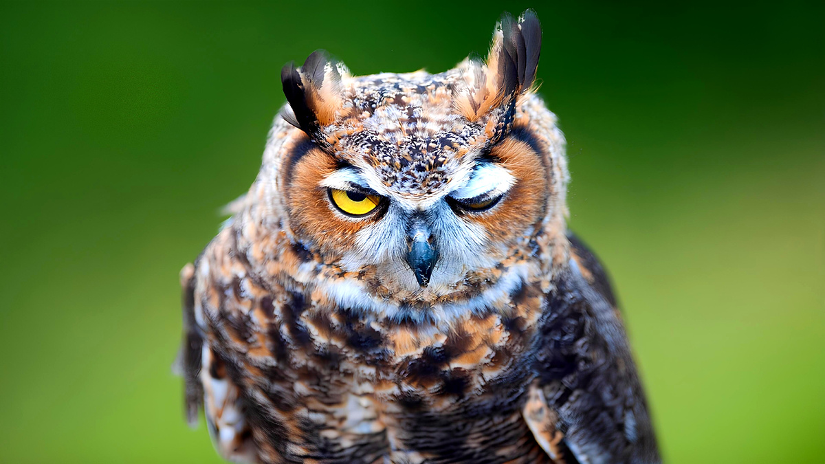 – Уху-ууух!