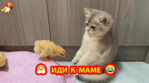 Video herunterladen: Котенок привел Цыпленка к маме Кошке и тут же пришли родители Курица с Петухом ❣️🤗😂