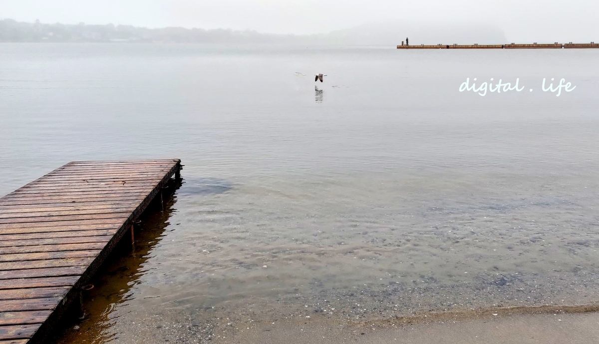 Одинокая чайка летит к своим коллегам. Они справа. За кадром. Фото автора.
