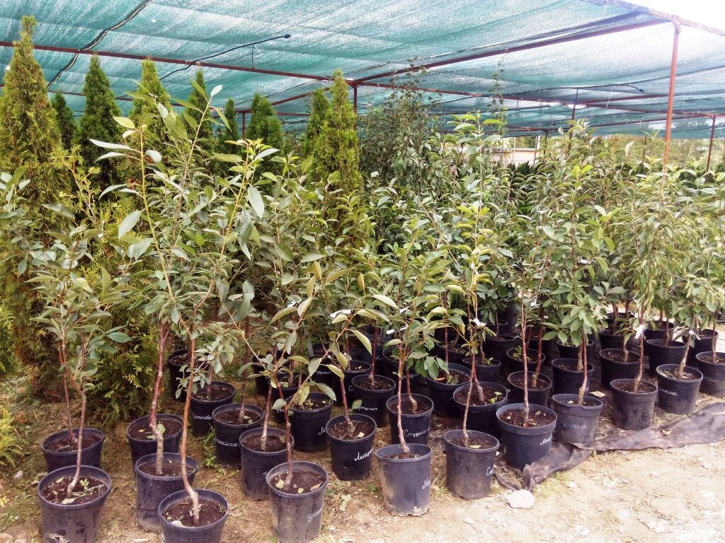 Саженцы для посадки лучше приобретать в специальных питомниках, в которых осенью бывает большой выбор