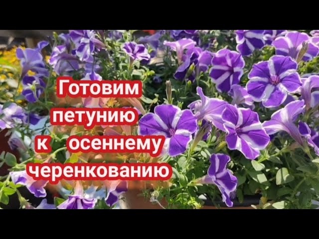 Когда начинать черенковать? Что черенкую на следующий сезон.