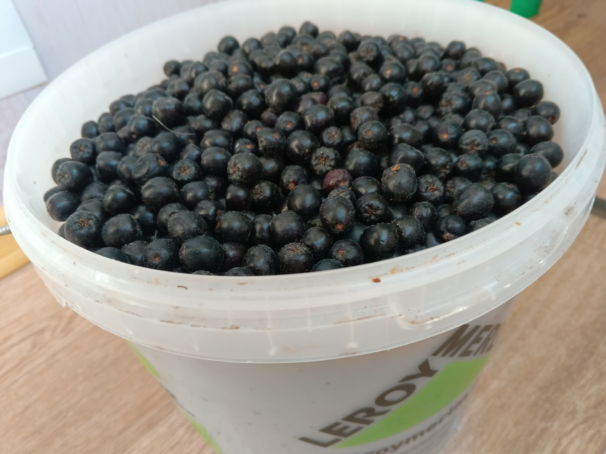 фото автора: такими 5-литровыми ведерками продавала ягоды