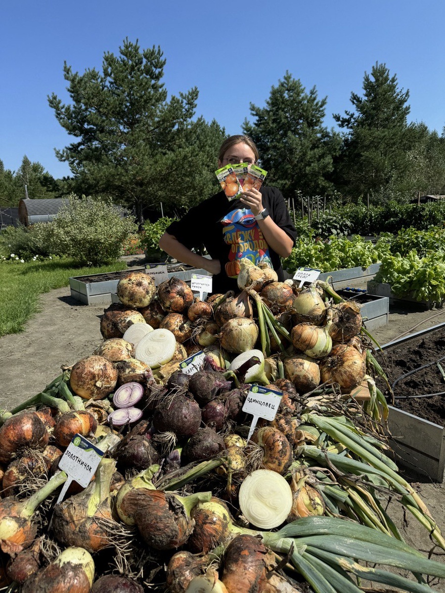 Наш урожай лука 2024