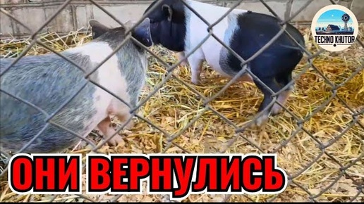 Наши поросята вернулись: деревенские приключения продолжаются