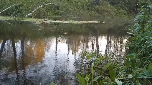 Рыбалка в Сибири. После проливных дождей вода в речке прибавилась. Очень большое течение. Но рыбку все равно поймал