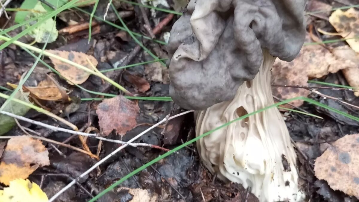     Источник: Нетипичная Тюмень