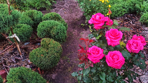 💁🌹 Конец августа на розах ни одной болячки,как я спасла погибающую розу🌹🌹🌹