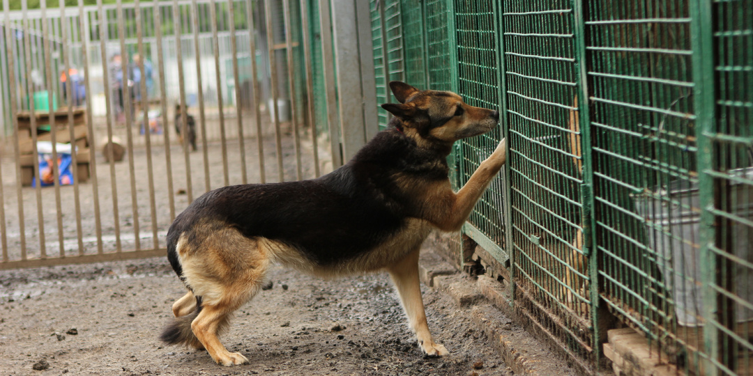 Если бы волонтёры знали, что в том вольере находится собака с прекрасной душой, они бы помогли ей гораздо раньше