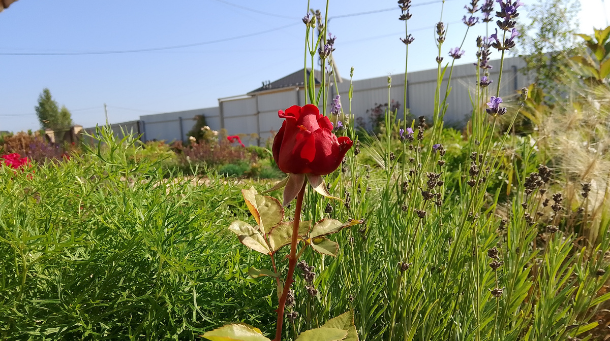 Все внимание должно уделяться розе на переднем плане, но не заметить забор на заднем, увы, невозможно