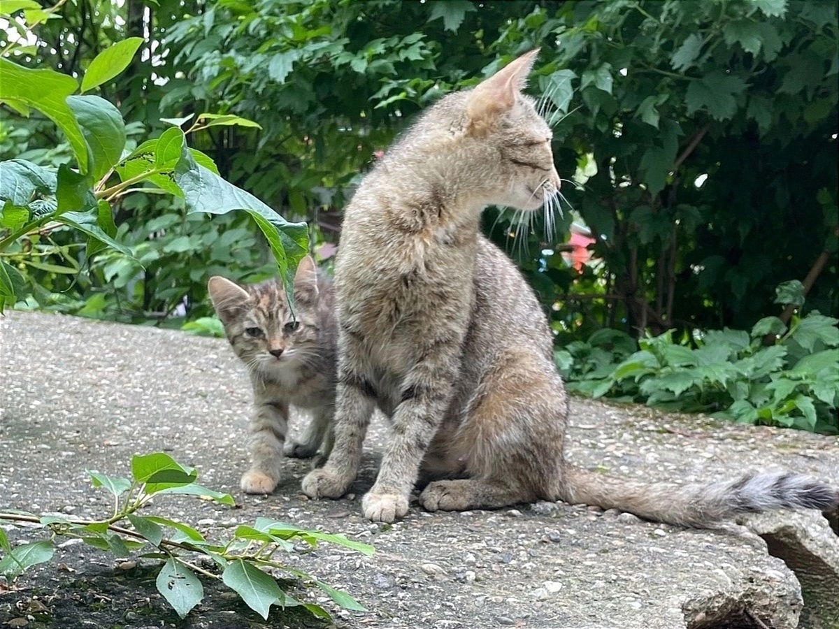 Рядом с мамой самый смелый котёнок. Остальные мгновенно прятались в укрытие