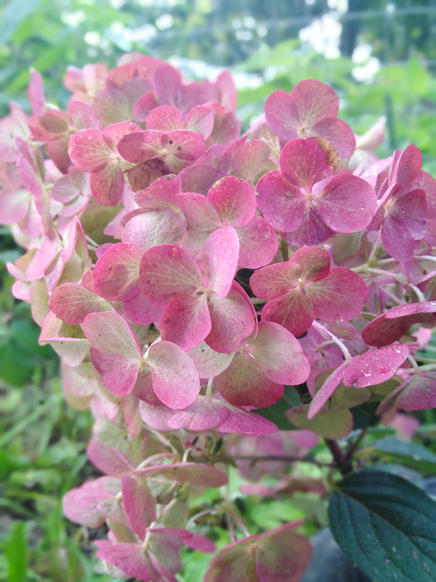 Гортензия. Покраснели цветочки 🌺