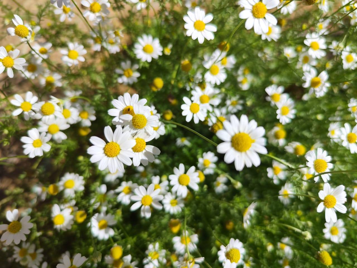 Ромашка аптечная