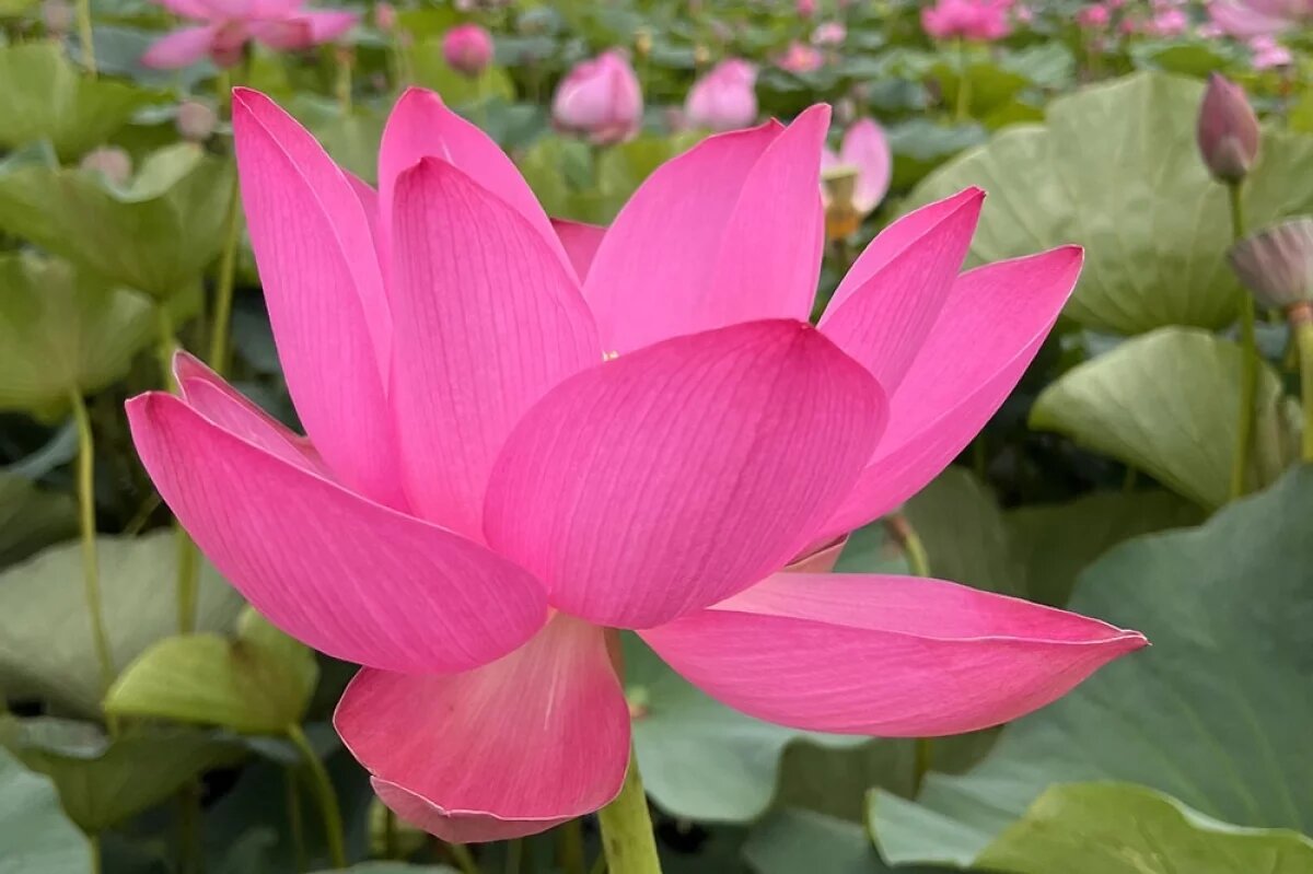    Цветок раздора.