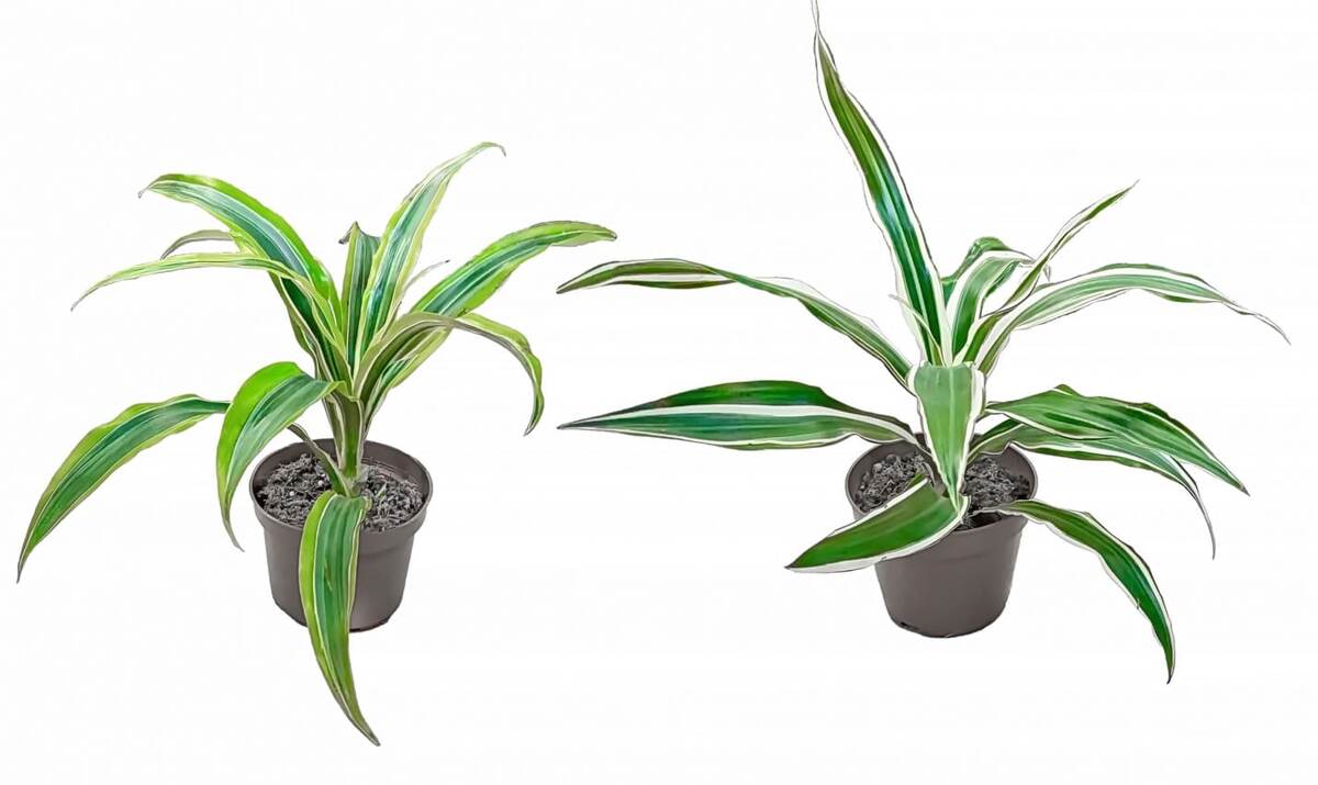    Растения, использованные в исследовании / © Chalenko et al. / Plant Physiology and Biochemistry, 2024