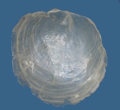 Placuna placenta из моей коллекции