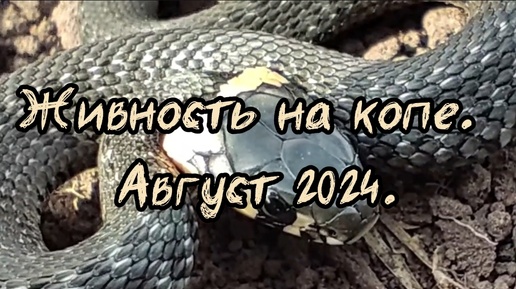 Живность на копе. Август 2024.