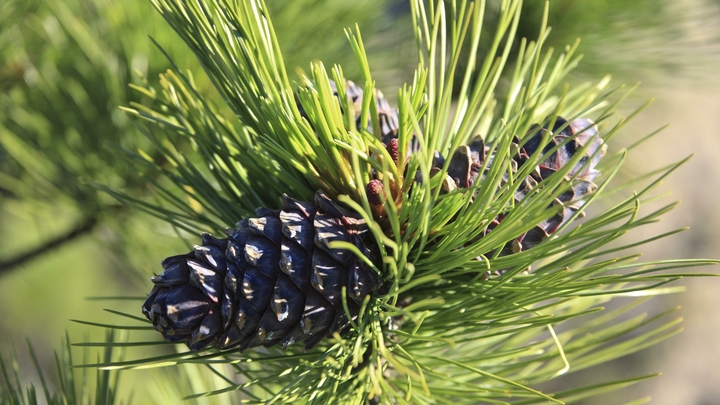 ФОТО: NIKOLAY GYNGAZOV/RUSSIAN LOOK/GLOBALLOOKPRESS