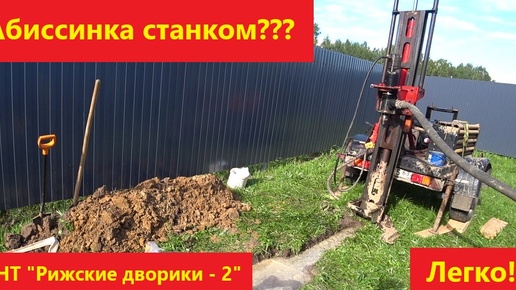 Хорошая абиссинка. СНТ Рижские дворики-2.