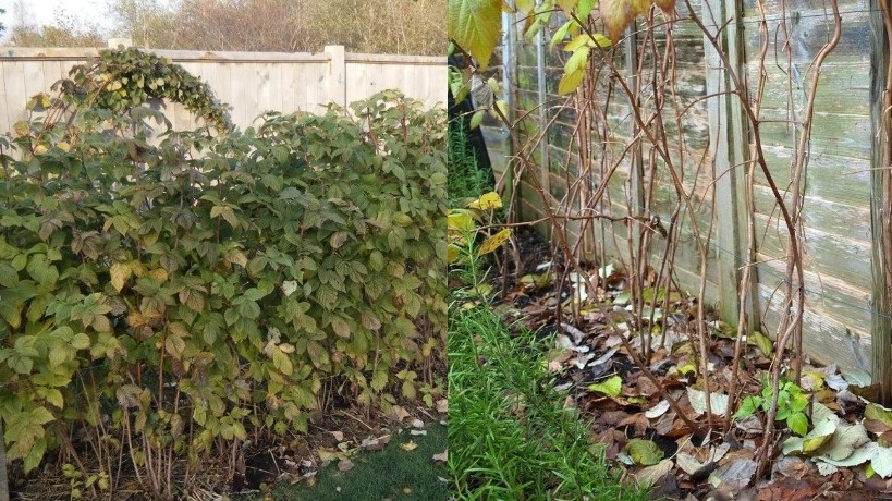 Вот так выглядит малинник до и после стрижки. Разница, как говорится, налицо!