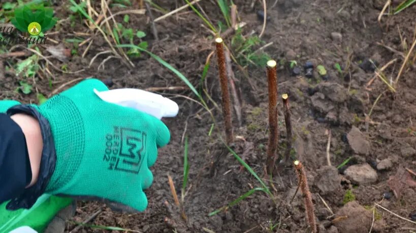  Вот так должен выглядеть правильный срез