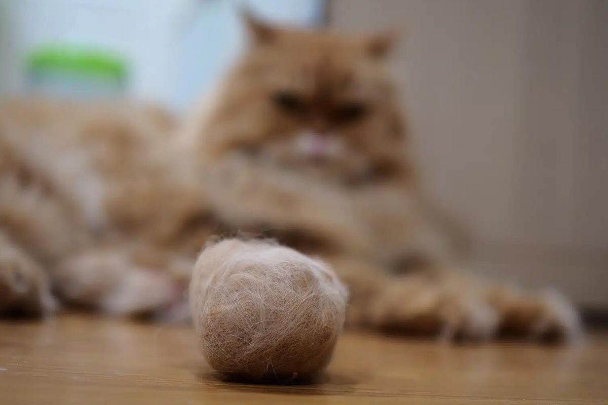 Что делать, если кошку рвет шерстью