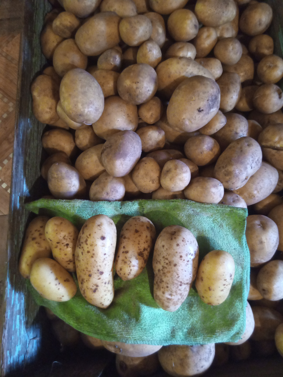 У Анны удлинённые клубни. Сразу видно разницу.