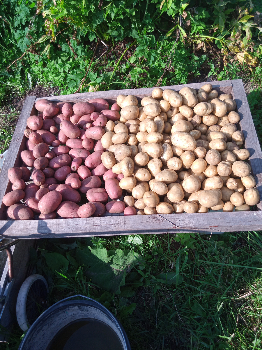 Слева Алуэт, справа княгиня Ольга.