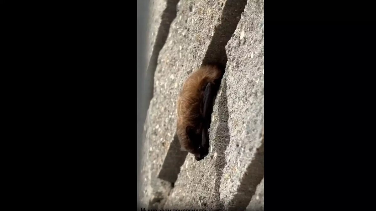     Источник: Группа во «ВКонтакте» «ЖК Цветы-Соседи»