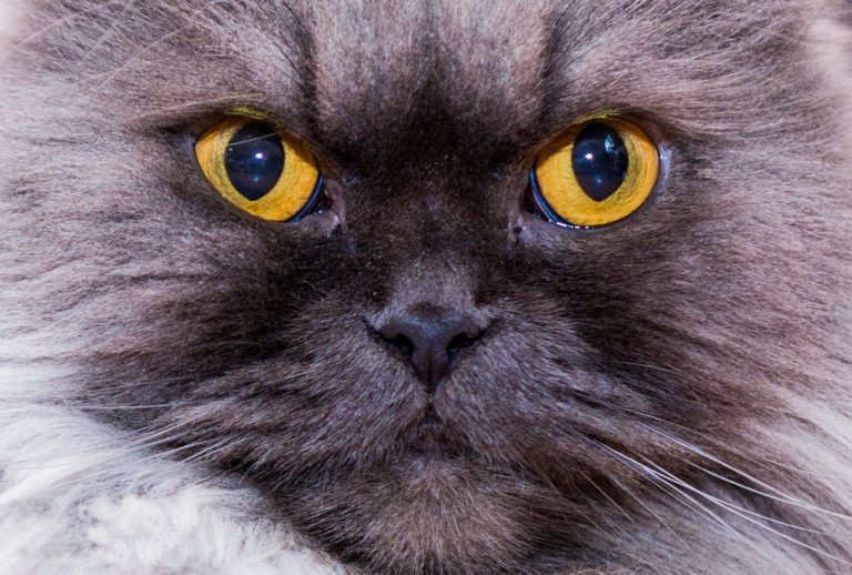    Фото: Pixabay / aruba85 Софья Чулкова